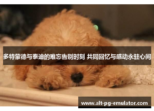 多特蒙德与泰迪的难忘告别时刻 共同回忆与感动永驻心间